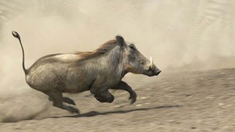 Is warthog really the fastest animal in the Savanna? Can they outrun Cheetahs?