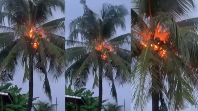 “The gods are angry” – Scary moment coconut tree catches f!re after being stuck by thunder