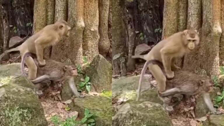 “He can go longer than some men” – Video of two monkeys doing it under a tree like humans